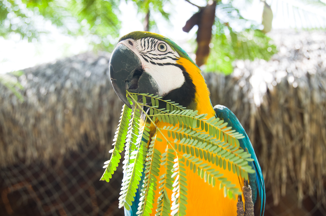 coolestparrotever